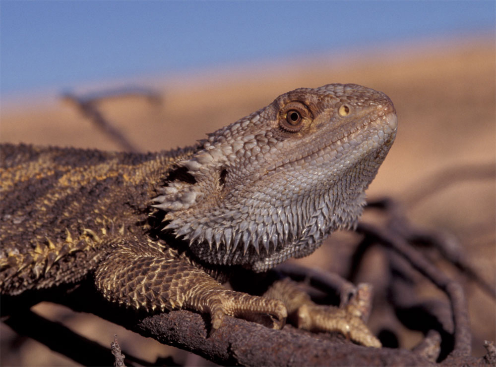 Ecology, Evolution and Genomics of Sex