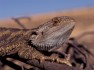 Ecology, Evolution and Genomics of Sex