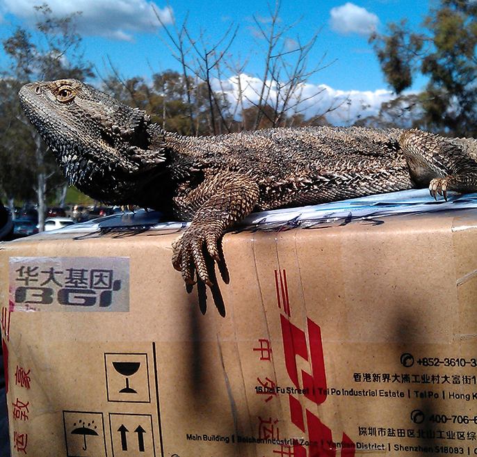 Pogona Genome