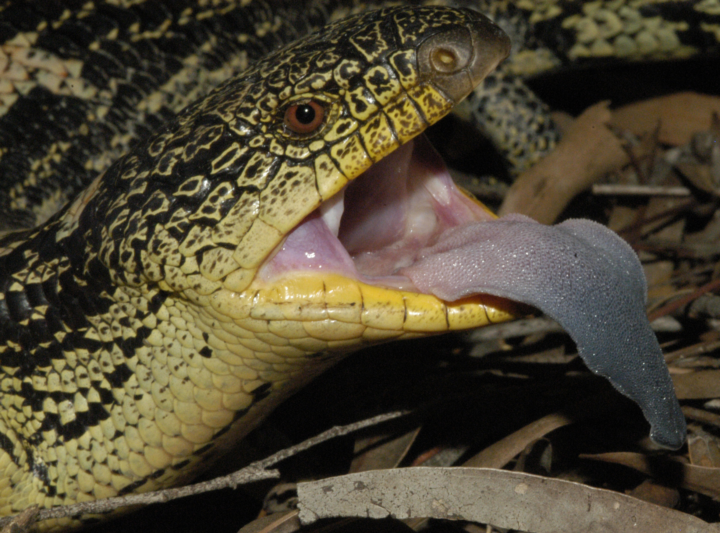 Australian Amphibian and Reptile Genomics